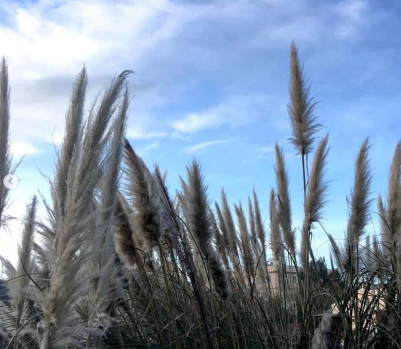 Rectificación del informe subjetivo