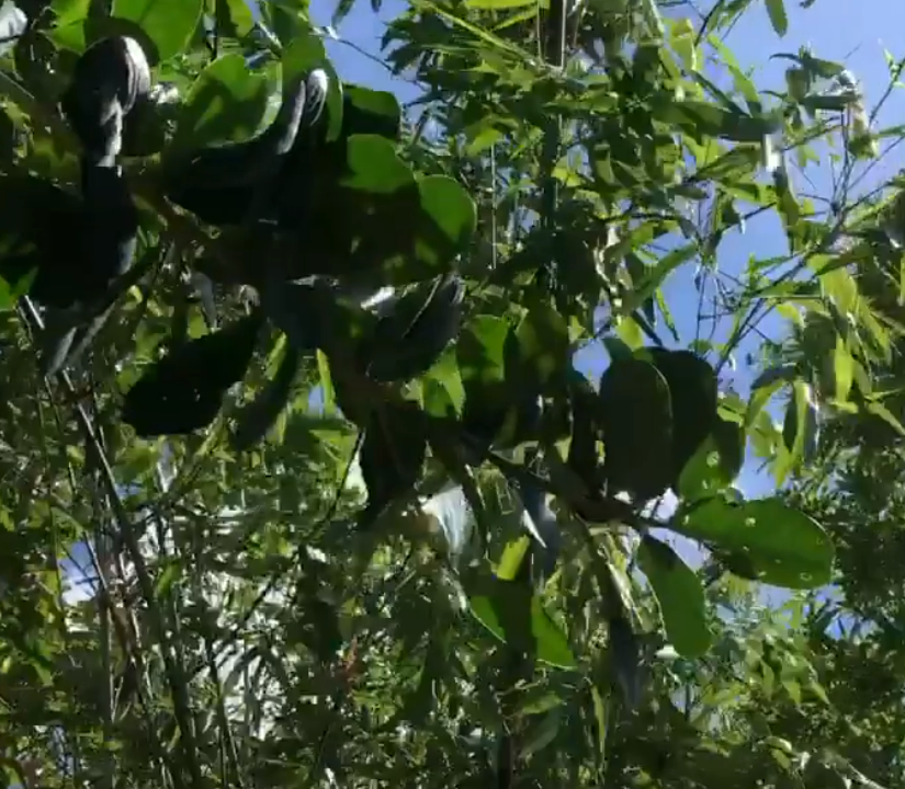 Actos no recurribles en recurso especial