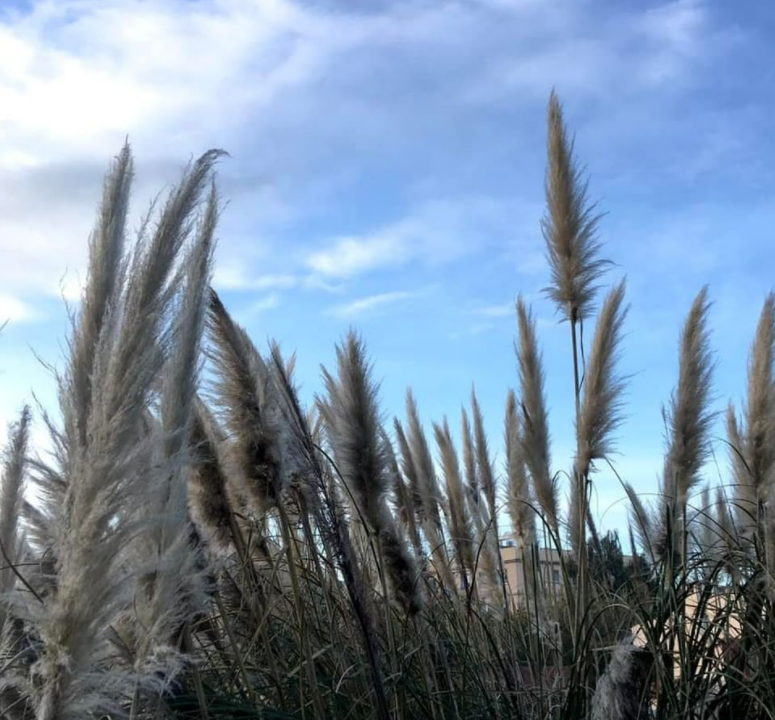 Subsanación de la justificación de la baja anormal